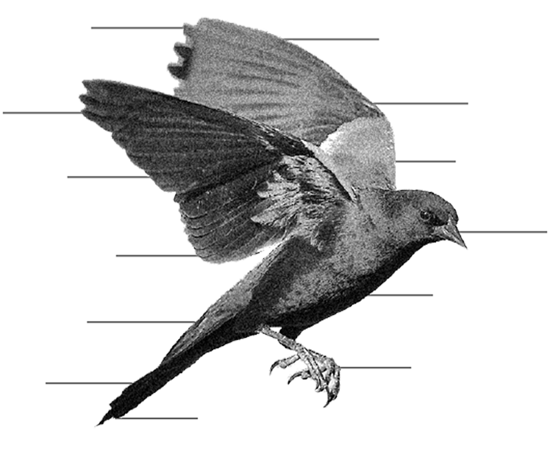 13 ways of looking at the blackbird.png